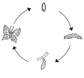 The lifecycle of a butterfly from egg to caterpillar to pupa and butterfly